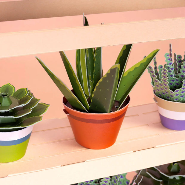 Make Your Own Aloe Vera Mini Paper Plant Kit