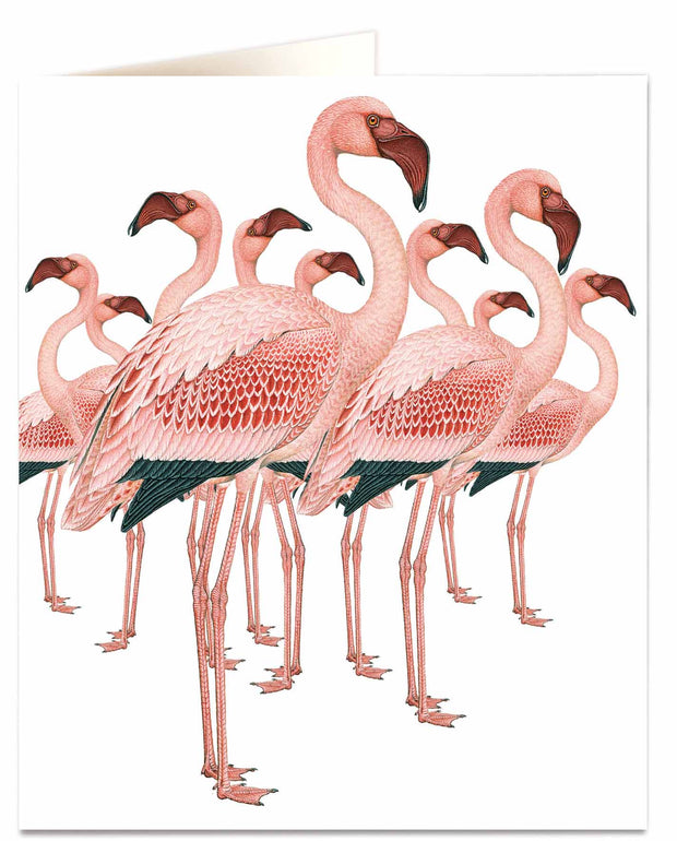 Archivist Natural History Flamingoes Card