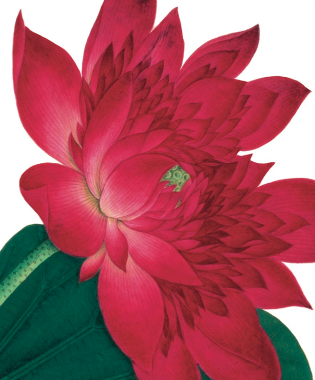 Archivist Natural History Red Waterlily Card