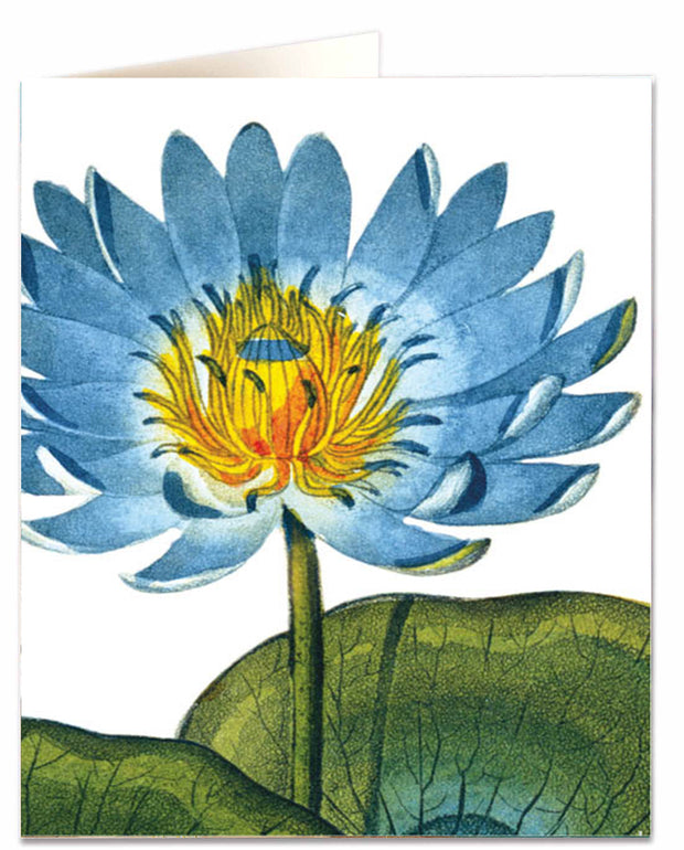 Archivist Natural History Blue Waterlily Card