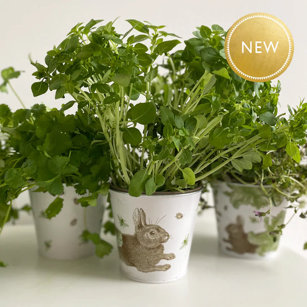 Thornback & Peel Set of 3 Plant Pots - Rabbit & Cabbages