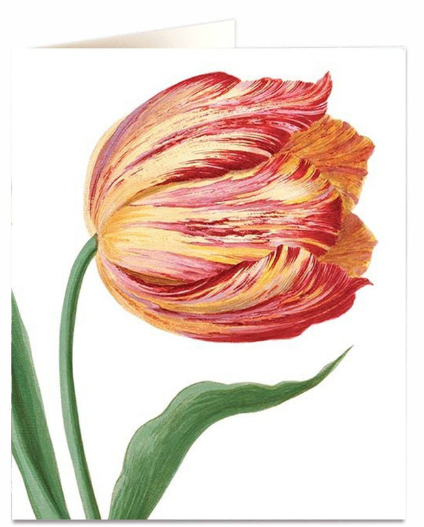 Archivist Natural History Tulip Card