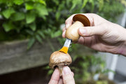 Mushroom Tool Keychain