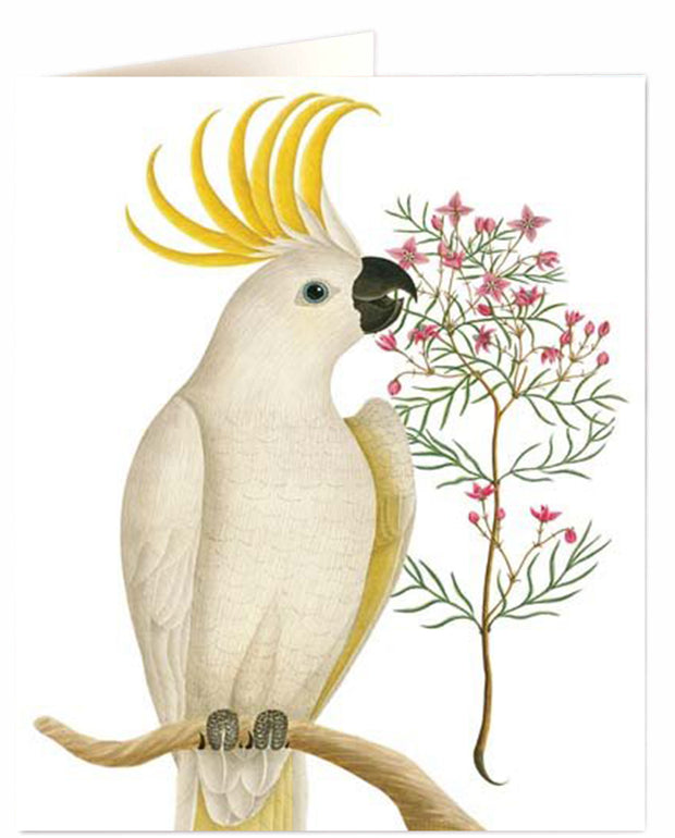 Archivist Natural History Cockatoo Card